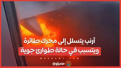 بالفيديو…أرنب يتسلل إلى محرك طائرة ويتسبب في حالة طوارئ جوية