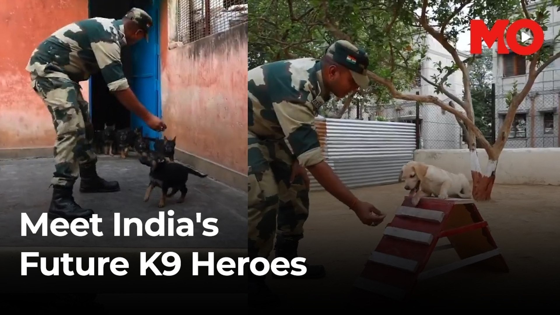 ⁣Guardians in the making: Training India’s four-legged heroes