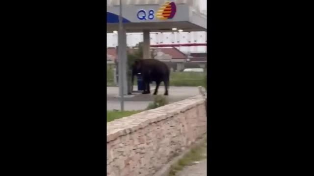 Fugge dal circo e si ferma alla stazione di servizio: ad Altamura l'elefante manda in tilt i cittadini