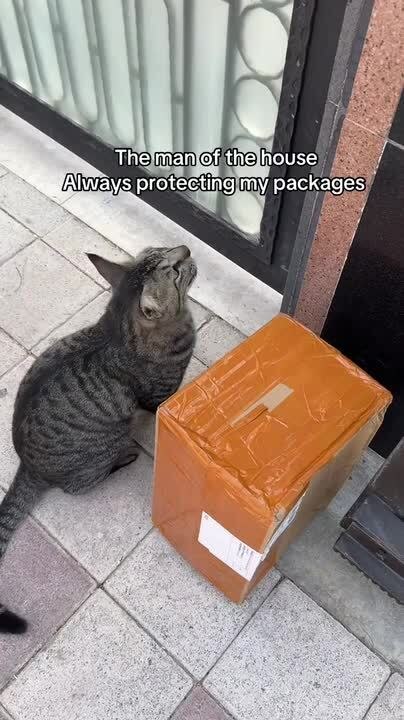 Cat Protects Owner's Package Delivered at Door