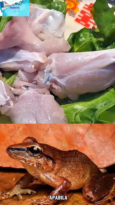 Daging katak bergerak 😱😱