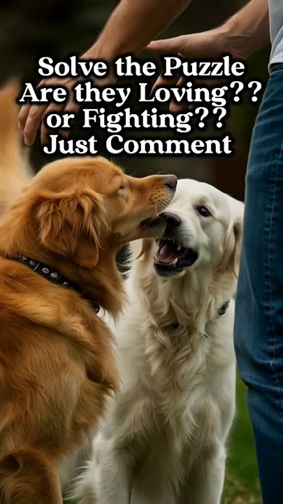 Solve the Puzzle #dog #DogsOfTikTok #Puppy #goldenretriever #cutedog #doglovers