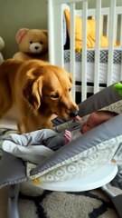 GoldenRetriever #dog #DogsOfTikTok #Puppy #goldenretriever #cutedog #doglovers