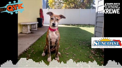 Mutt Monday - Meet Kitty