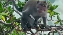 VİDEO: Bali'de bir maymun, resmi lansmandan önce iPhone 16 Pro Max ile görüntülendi