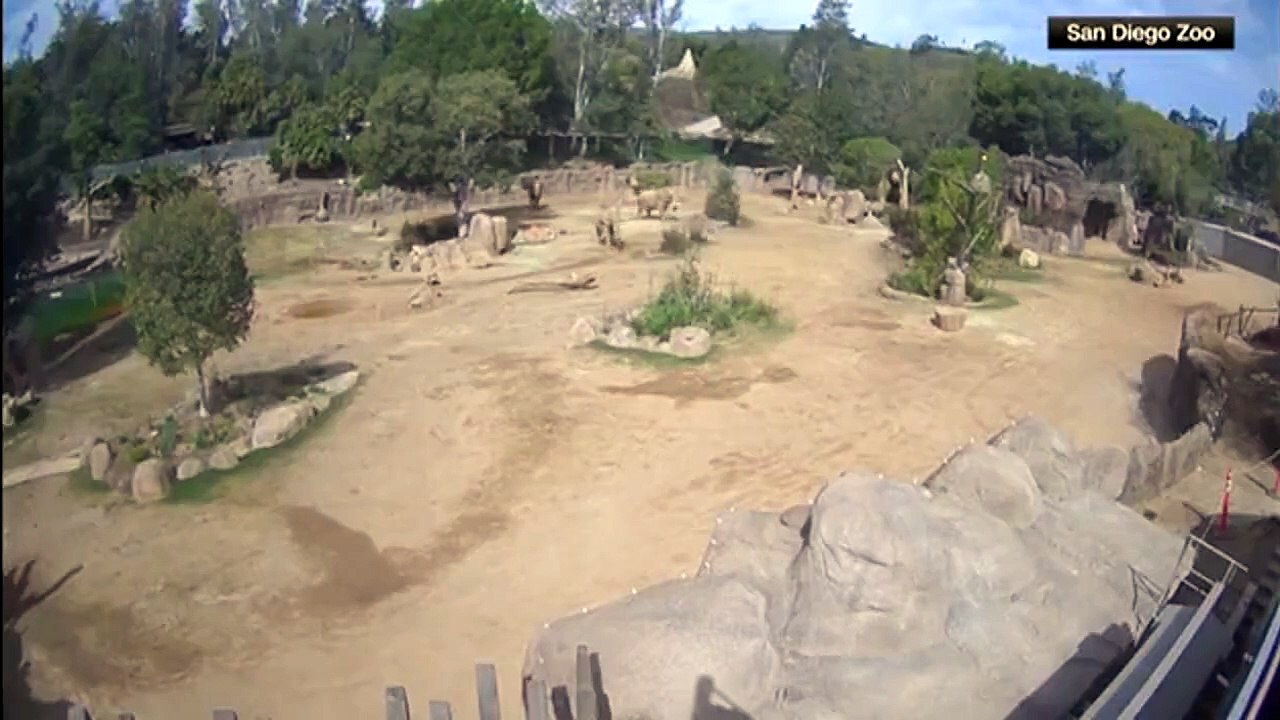 Des éléphants se regroupent autour d'un bébé pour le protéger pendant le séisme au zoo de San Diego
