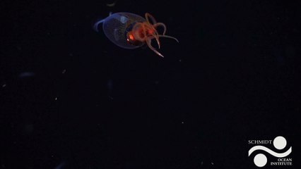 Fita històrica: enregistren per primera vegada un calamar colossal al fons marí