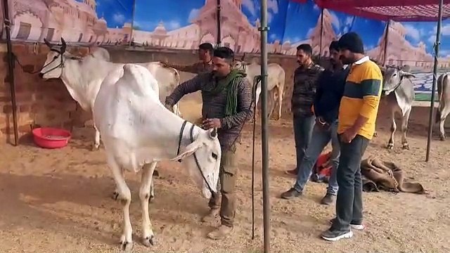 मंगला पशु योजना की व्यवहारिक खामियां योजना पर ही पड़ रही भारी