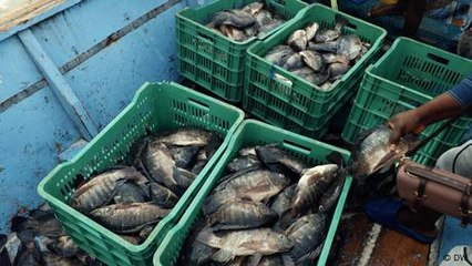 Women defying the odds in Tanzania's fish farming sector
