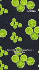 L'algue qui rend folles les otaries ?