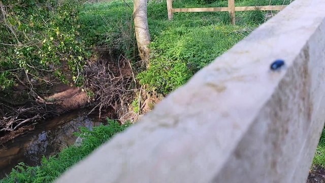 Hundreds of tiny blue beetles have been seen in the Basins, Wellington.