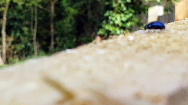 Alder leaf beetles have seen a population explosion in the Basins, Wellington.