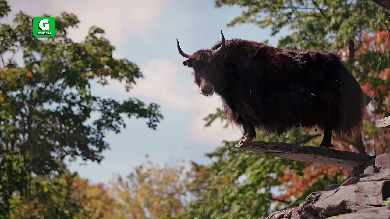 wowanimo Saison 1 Épisode 34. le yack