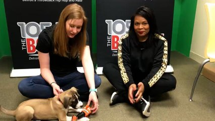 Doggy Dog Thursday: Hannah