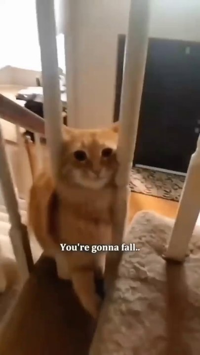 Funny pets #cats #Pets #animals #trending