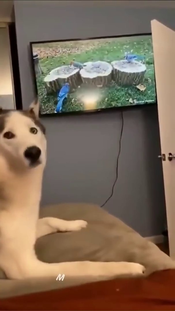 ⁣Funny animals videos #cats #Pets #animals