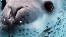 Saleemoffical presentation - Leopard seal.#trending