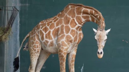 Busch Gardens Tampa Bay Giraffe Birth