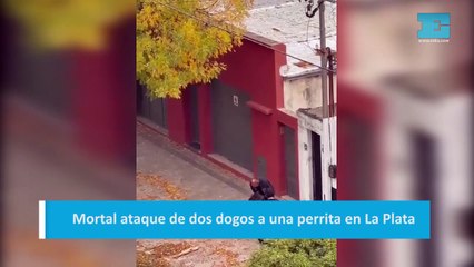 Mortal ataque de dos dogos a una perrita en La Plata