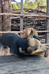 Funny Animals 😼Cute Animals  #short #cuteanimals #funnyanimals #shortsfeed