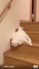 Funniest Cat Moments That Will Make You Laugh Nonstop!
