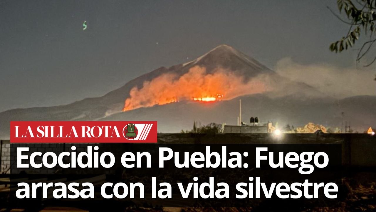 Incendios en Puebla: daños irreversibles a fauna en Pico de Orizaba y La Malinche