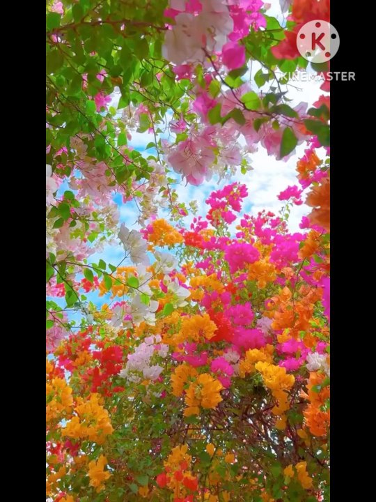 beautiful natural flowers 🌹