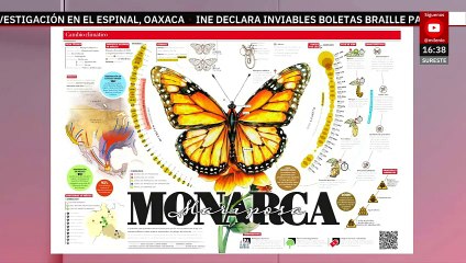 El SND otorga a MILENIO el Premio a la Excelencia por infografía de Mariposa Monarca
