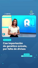 Cae importación de genética avícola, por falta de divisas