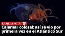 Captan por primera vez a un calamar colosal vivo en su hábitat natural