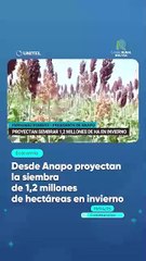 Desde Anapo proyectan la siembra de 1,2 millones de hectáreas en invierno
