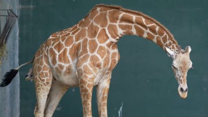 Busch Gardens Tampa Bay Giraffe Birth