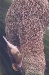 #Entrtainment#shortvideo#shortclip#shortfilam#shortvilog#mirpurvilog#dailymotion#