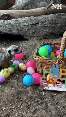 Easter at Oakvale Wildlife Park | Newcastle Herald | 2025