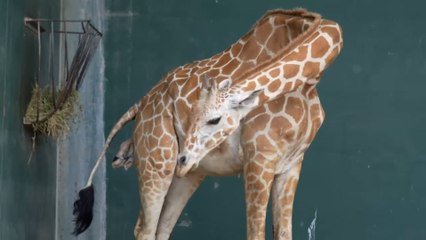 Busch Gardens Tampa Bay Giraffe Birth