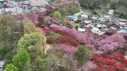[전북] 겹벚꽃·철쭉 만개...전주 완산 꽃동산 '봄꽃 절정' / YTN
