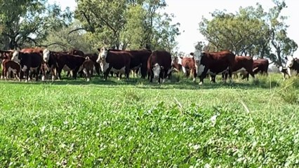 North-west NSW farmers optimistic as properties come to life after rain