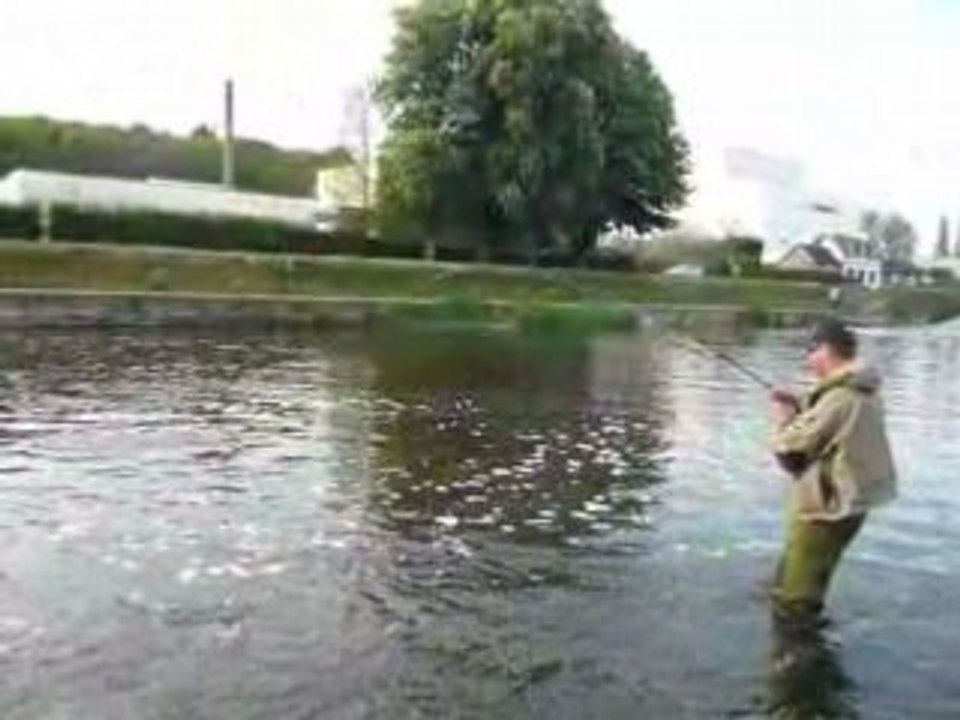 Pêche de l'alose à la mouche en Finistère