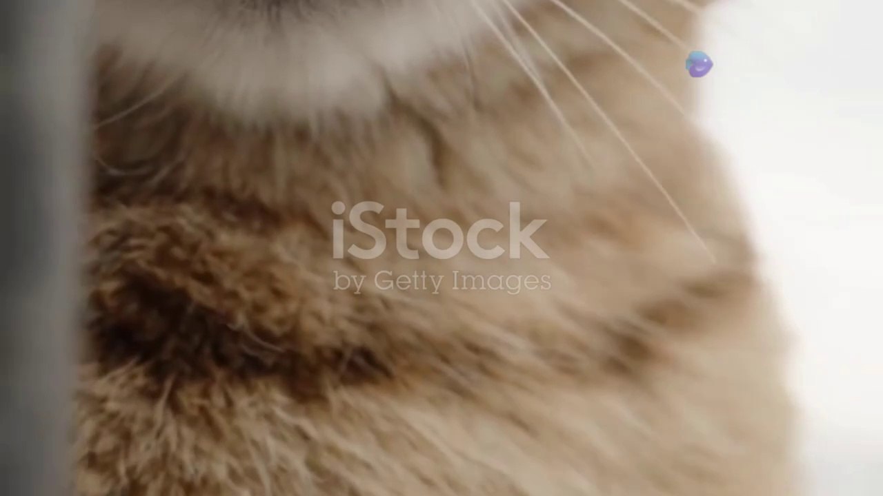 Cute cat Compilation