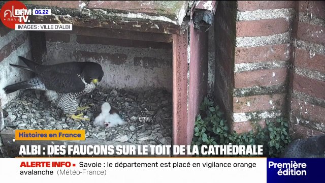 Albi: des faucons pèlerins sur le toit de la cathédrale