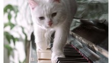 🐱🎹 Kitten Walking on Piano – The Cutest Little Composer! ✨