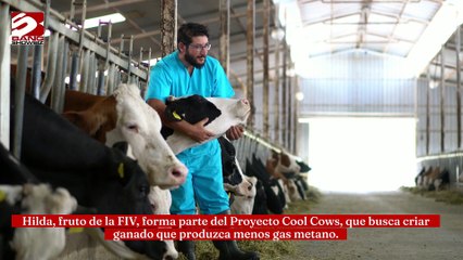 Crean vaca que no produce gases gracias a la FIV
