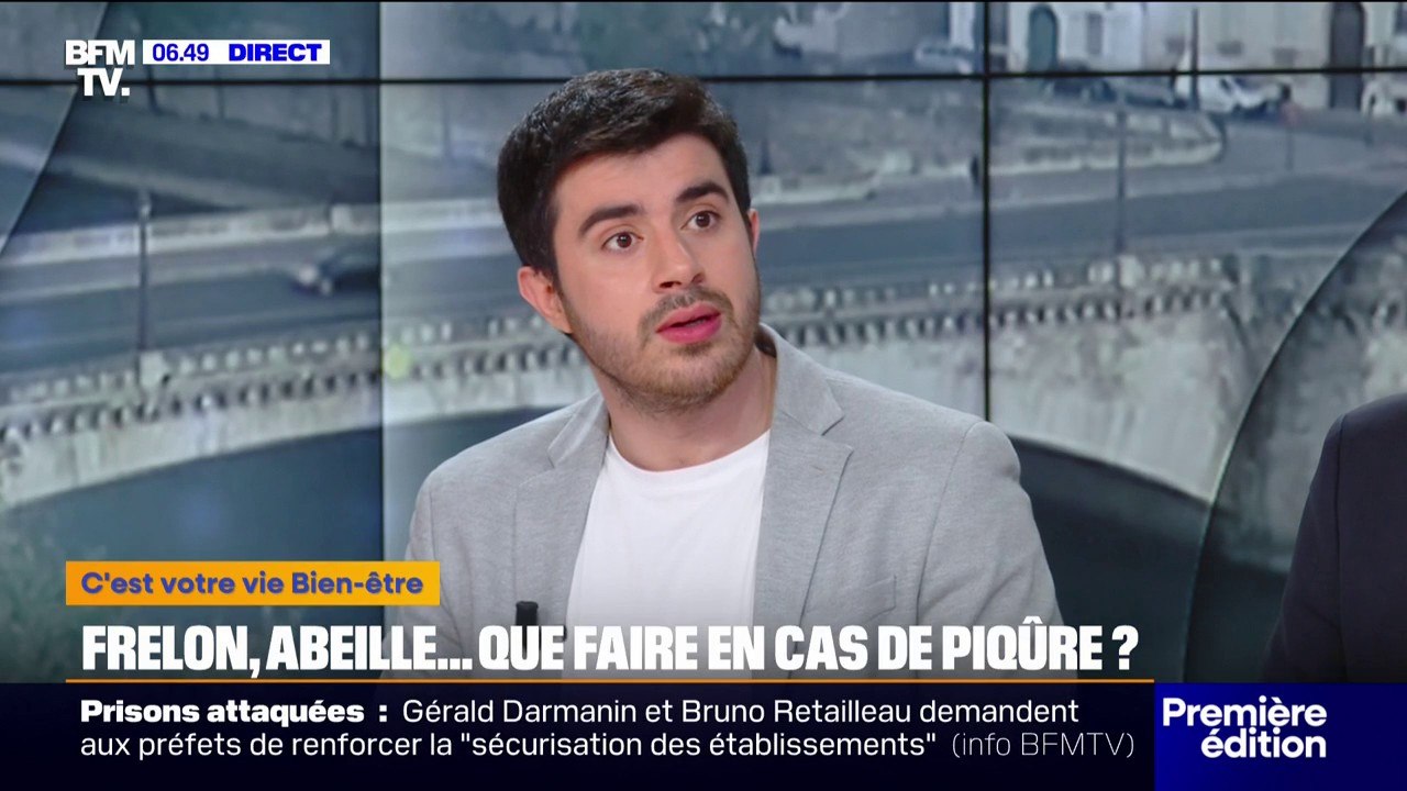 Frelons, guêpes, abeilles...que faire en cas de piqûre?