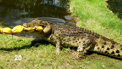 The Australian Saltwater Crocodile Music Video