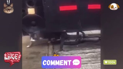 You Laugh You Lose 😜Funniest Dogs and Cats 2024 😻🐶 Part 1