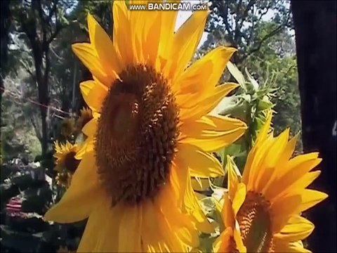 Tuyệt Phẩm Liên Khúc 82: NỤ TẦM XUÂN - Various Artists