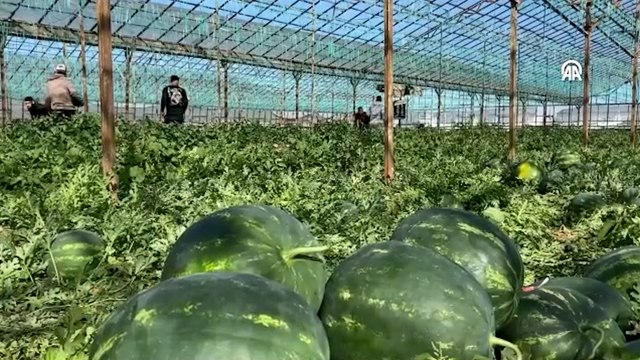 Hasat erken geldi, tezgahlar şenlendi: Kilosu 60 TL'den sezona giriş yaptı