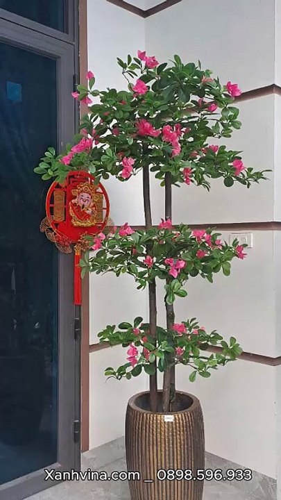 Tô điểm không gian bừng sáng với cây hoa đỗ quyên giả siêu xinh.