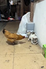Funny Animals 😼Cute Animals  #short #cuteanimals #funnyanimals #shortsfeed