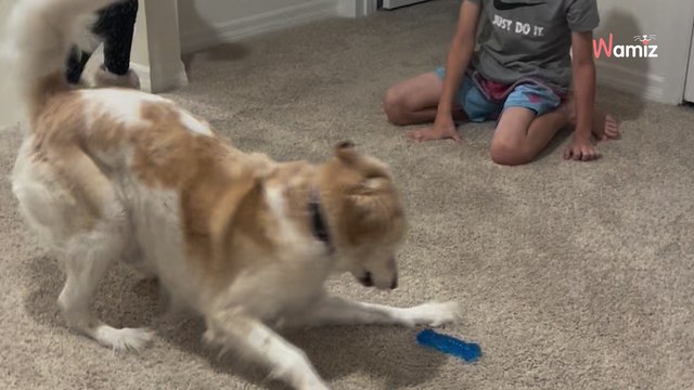 Ils adoptent une chienne dont les maîtres se débarrassent : 2 ans après, elle leur fait une grande surprise (vidéo)